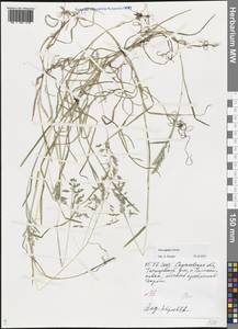 Poa supina Schrad., Eastern Europe, Lower Volga region (E9) (Russia)