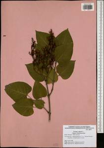Syringa vulgaris L., Eastern Europe, Central region (E4) (Russia)