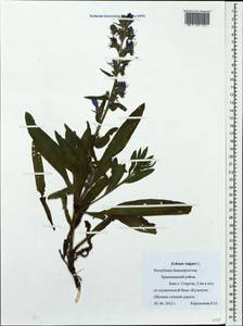 Echium vulgare L., Eastern Europe, Eastern region (E10) (Russia)