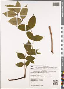 Phellodendron amurense var. sachalinense F. Schmidt, Siberia, Russian Far East (S6) (Russia)