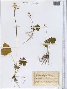 Primula matthioli subsp. altaica (Losinsk.) Kovt., Middle Asia, Dzungarian Alatau & Tarbagatai (M5) (Kazakhstan)