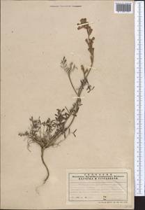Hedysarum songoricum Bong., Middle Asia, Northern & Central Tian Shan (M4) (Kazakhstan)