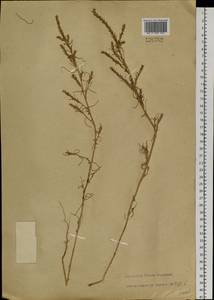 Salsola collina Pall., Siberia, Baikal & Transbaikal region (S4) (Russia)