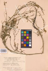 Melilotus officinalis (L.) Lam., Eastern Europe, Eastern region (E10) (Russia)