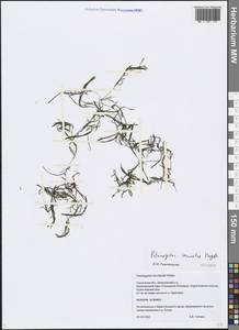 Potamogeton berchtoldii subsp. berchtoldii, Eastern Europe, Western region (E3) (Russia)