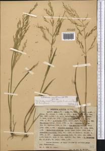 Catabrosa aquatica (L.) P.Beauv., Middle Asia, Western Tian Shan & Karatau (M3) (Kazakhstan)