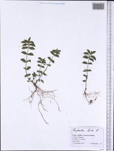 Euphorbia hirta L., America (AMER) (Grenada)