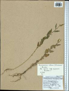 Chenopodium striatiforme Murr, Eastern Europe, Central region (E4) (Russia)