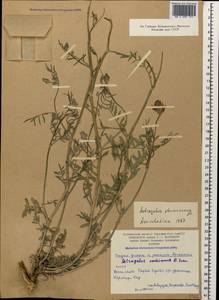 Astragalus stevenianus DC., Caucasus, Armenia (K5) (Armenia)