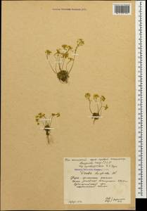 Draba hispida Willd., Caucasus, South Ossetia (K4b) (South Ossetia)