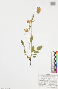 Anthyllis vulneraria L., Eastern Europe, Central region (E4) (Russia)