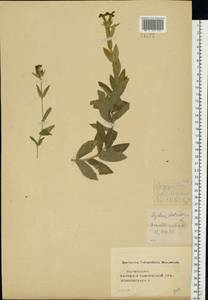 Silene chalcedonica (L.) E. H. L. Krause, Eastern Europe, Central forest-and-steppe region (E6) (Russia)