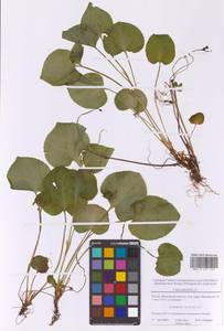 Viola mirabilis L., Eastern Europe, Moscow region (E4a) (Russia)