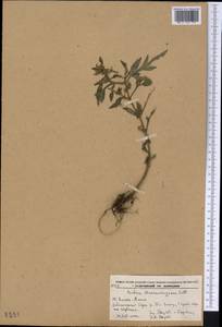 Bidens maximowicziana Oett., Siberia, Russian Far East (S6) (Russia)