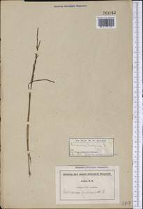 Salicornia europaea L., America (AMER) (United States)