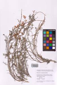 Hedysarum ucrainicum Kaschm., Eastern Europe, Central forest-and-steppe region (E6) (Russia)