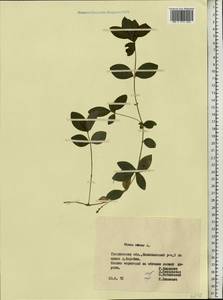 Vinca minor L., Eastern Europe, Belarus (E3a) (Belarus)