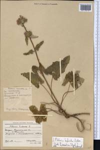 Phlomoides hybrida (Zelen.) Kamelin & Makhm., Middle Asia, Caspian Ustyurt & Northern Aralia (M8) (Kazakhstan)