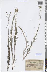 Crepis tectorum L., Eastern Europe, Lower Volga region (E9) (Russia)