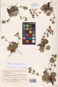 Alchemilla cheirochlora Juz., Eastern Europe, Central forest region (E5) (Russia)