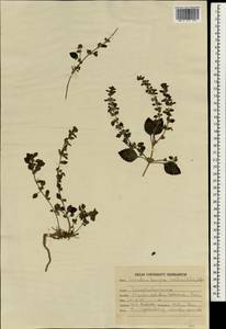 Lindenbergia indica (L.) Vatke, South Asia, South Asia (Asia outside ex-Soviet states and Mongolia) (ASIA) (India)