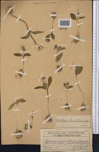 Fritillaria stenanthera (Regel) Regel, Middle Asia, Western Tian Shan & Karatau (M3) (Kazakhstan)