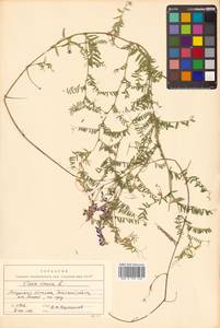 Vicia cracca L., Siberia, Russian Far East (S6) (Russia)
