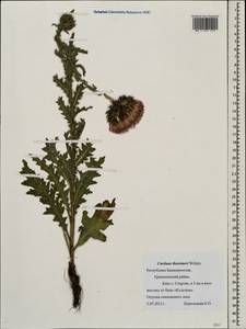 Carduus nutans subsp. leiophyllus (Petrovic) Arènes, Eastern Europe, Eastern region (E10) (Russia)