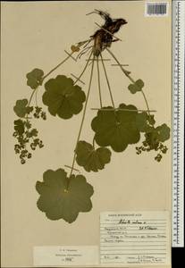 Alchemilla ventiana V. N. Tikhom., Eastern Europe, Middle Volga region (E8) (Russia)