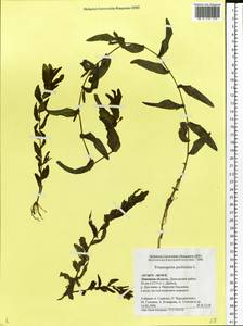 Potamogeton perfoliatus L., Eastern Europe, Central forest-and-steppe region (E6) (Russia)