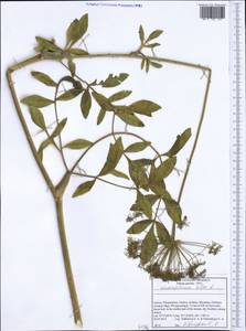 Siler montanum subsp. montanum, Western Europe (EUR) (Greece)