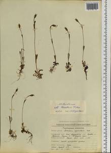 Silene involucrata subsp. tenella (Tolm.) Bocquet, Siberia, Chukotka & Kamchatka (S7) (Russia)