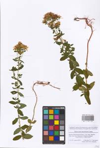 Hypericum maculatum, Eastern Europe, Moscow region (E4a) (Russia)