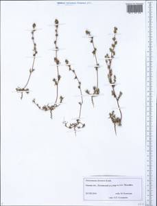 Petrosimonia litwinowii Korsh., Siberia, Western Siberia (S1) (Russia)