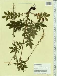 Agrimonia eupatoria L., Eastern Europe, Western region (E3) (Russia)