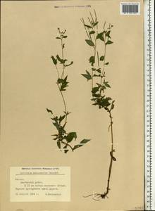 Epilobium ciliatum subsp. ciliatum, Eastern Europe, Latvia (E2b) (Latvia)