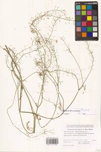 Rorippa brachycarpa (C.A.Mey.) Hayek, Eastern Europe, Rostov Oblast (E12a) (Russia)