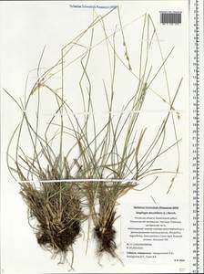 Danthonia decumbens (L.) DC., Eastern Europe, North-Western region (E2) (Russia)