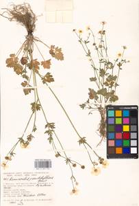 Ranunculus sardous Crantz, Eastern Europe, Moscow region (E4a) (Russia)