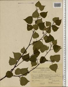 Betula pubescens Ehrh., Eastern Europe, Central region (E4) (Russia)