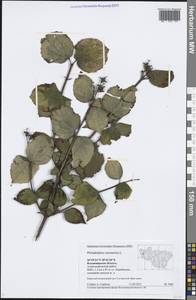 Philadelphus coronarius L., Eastern Europe, Central region (E4) (Russia)