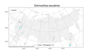 Echinochloa crus-galli subsp. utilis (Ohwi & Yabuno) T.Koyama, Atlas of the Russian Flora (FLORUS) (Russia)