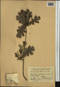 Quercus robur subsp. pedunculiflora (K.Koch) Menitsky, Western Europe (EUR) (Albania)