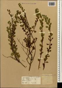 Spiraea crenata L., Caucasus, Stavropol Krai, Karachay-Cherkessia & Kabardino-Balkaria (K1b) (Russia)
