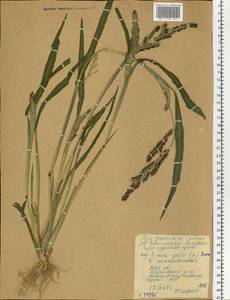 Echinochloa crus-galli (L.) P.Beauv., Eastern Europe, Moscow region (E4a) (Russia)