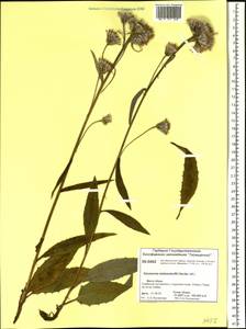 Saussurea stubendorffii Herder, Siberia, Central Siberia (S3) (Russia)