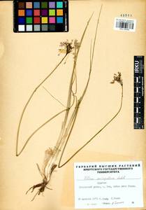 Allium anisopodium Ledeb., Siberia, Baikal & Transbaikal region (S4) (Russia)