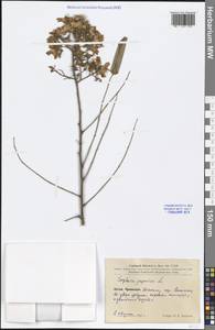 Styphnolobium japonicum (L.) Schott, South Asia, South Asia (Asia outside ex-Soviet states and Mongolia) (ASIA) (China)