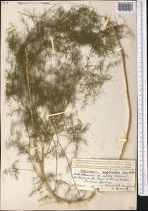 Asparagus neglectus Kar. & Kir., Middle Asia, Northern & Central Tian Shan (M4) (Kazakhstan)