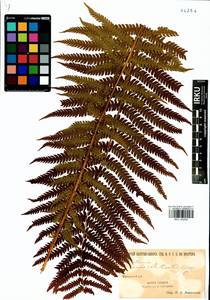Matteuccia struthiopteris (L.) Tod., Siberia, Baikal & Transbaikal region (S4) (Russia)